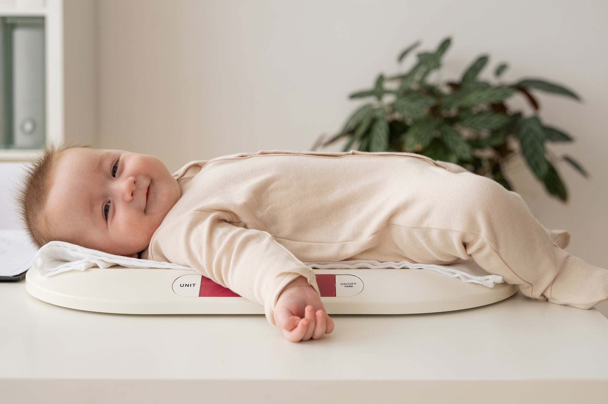 Tecnología y Seguridad - Pipitos